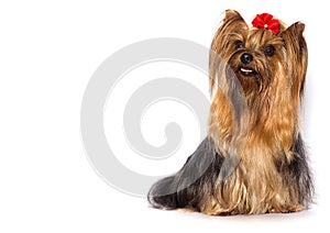 Yorkshire Terrier hairy dog sits and looks