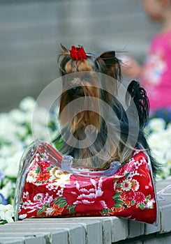 Yorkshire terrier with handbag