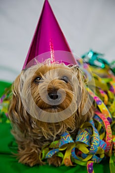 Yorkshire terrier with hat, carneval