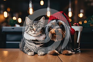 Yorkshire terrier in a hat and a cat in a scarf in a bar with a Christmas atmosphere, postcard