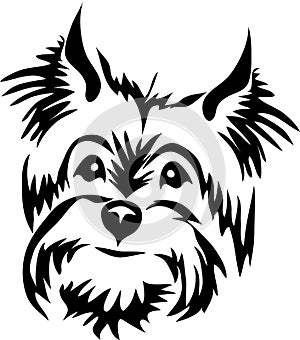 Yorkshire terrier head