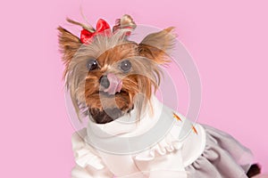 Yorkshire terrier - head shot, against a pink background