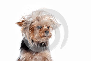 Yorkshire terrier - head shot, against a white background