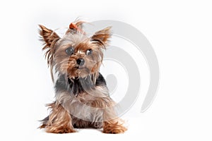 Yorkshire terrier - head shot, against a white background