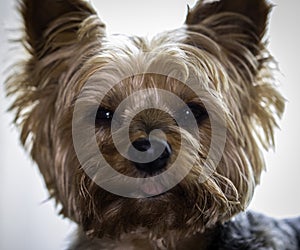 Yorkshire terrier head shot licking his lips