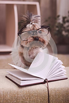 Yorkshire terrier with her paw on top of the book wearing glasses