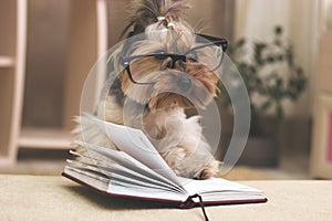 Yorkshire terrier with her paw on top of the book wearing glasses