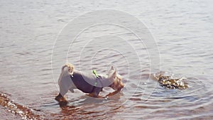 The Yorkshire Terrier hesitantly wades into the water and sniffs a rock