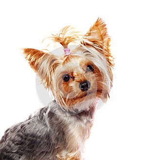 Yorkshire terrier isolated on white