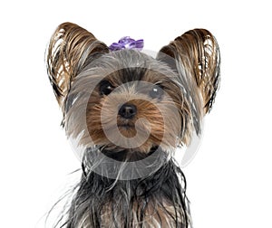 Yorkshire Terrier isolated on white