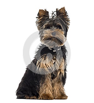 Yorkshire Terrier isolated on white