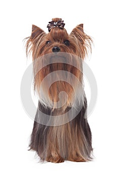 Yorkshire terrier isolated on wihte