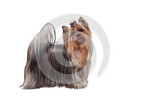 Yorkshire terrier isolated on wihte