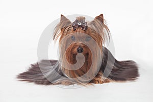 Yorkshire terrier isolated on wihte