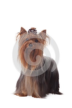 Yorkshire terrier isolated on wihte