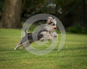 Yorkshire terrier leaping