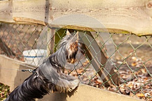 yorkshire terrier on a leash behind a fence in the autumn