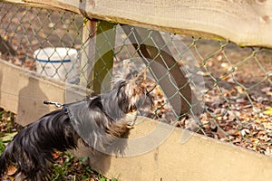 Yorkshire Terrier on a leash standing in front of a fence