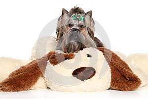 Yorkshire Terrier lies on a large toy