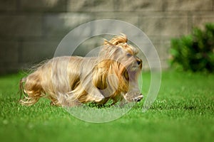 Yorkshire terrier long hair runnin on green meadow in park