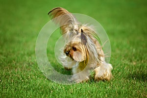 Yorkshire terrier long hair runnin on green meadow in park