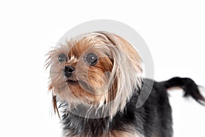 Yorkshire terrier looking at the camera in a head shot, against a white background