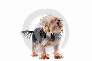 Yorkshire terrier looking at the camera in a head shot, against a white background