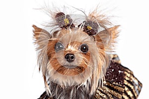 Yorkshire terrier looking at the camera in a head shot, against a white background