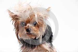 Yorkshire terrier looking at the camera in a head shot, against a white background