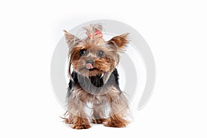 Yorkshire terrier looking at the camera in a head shot, against a white background