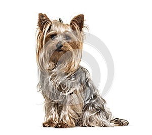 Yorkshire Terrier, looking at the camera, isolated