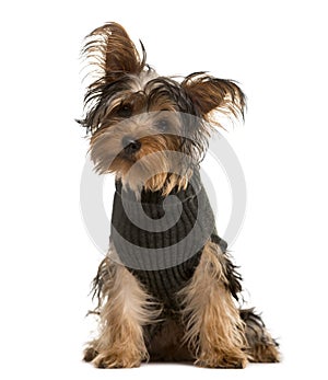 Yorkshire Terrier looking at the camera, isolated on white