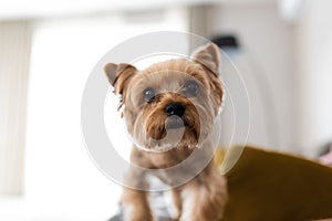 Yorkshire terrier looking at the camera, a portrait of a dog on a white background, a fluffy animal, a pet