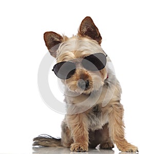 Yorkshire Terrier looking towards the camera while wearing sunglasses