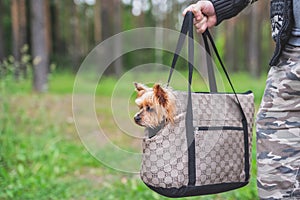 The Yorkshire Terrier looks out of the hanging bag