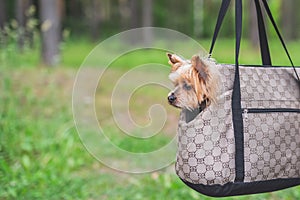 The Yorkshire Terrier looks out of the hanging bag