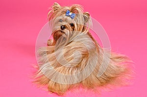 Yorkshire terrier lying