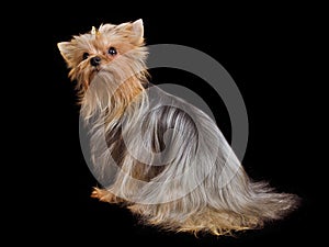 Yorkshire terrier lying