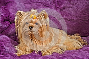 Yorkshire terrier lying against purple furs