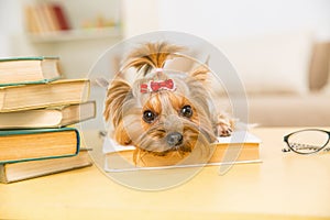 Yorkshire terrier is lying on the book.