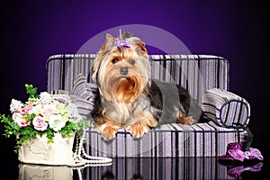 Yorkshire Terrier lying on the couch