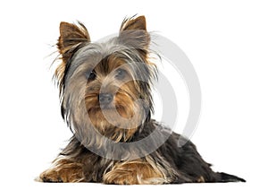 Yorkshire terrier lying, looking at the camera, isolated