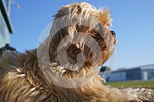 Yorkshire terrier lying next to the building wall looking though