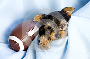 Yorkshire Terrier Male Puppy with Football
