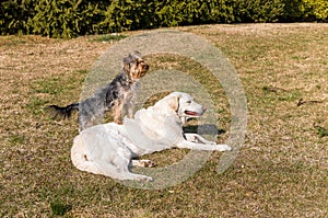 Yorkshire terrier with Maremma Sheepdog playing on the grass in the garden