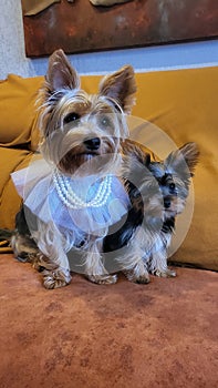 Yorkshire Terrier mom and son