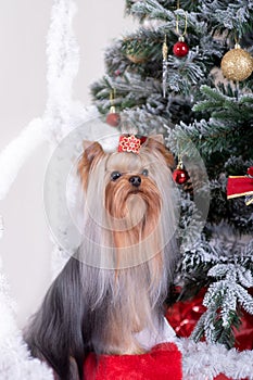 Yorkshire Terrier near a decorated Christmas tree