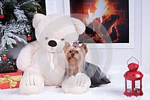 Yorkshire terrier near the fireplace