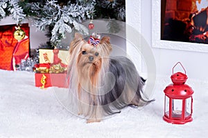 Yorkshire Terrier near the New Year`s fireplace