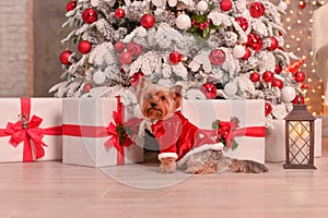 Yorkshire Terrier New Year